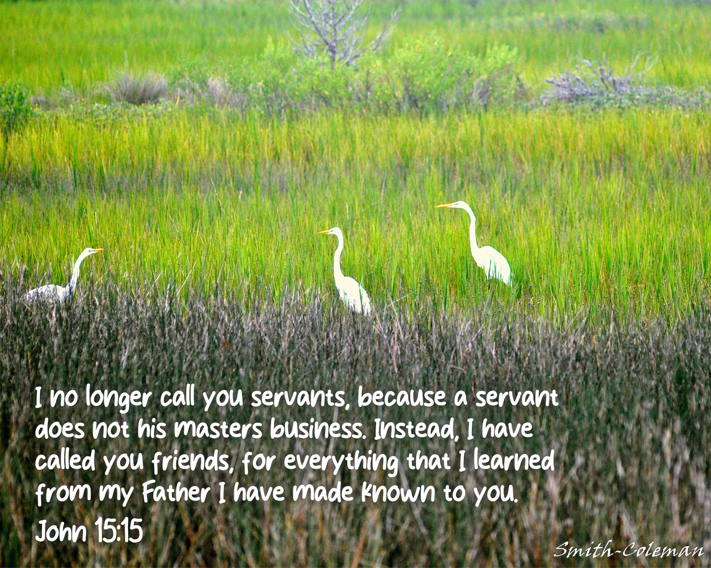 3 Egrets in Marsh