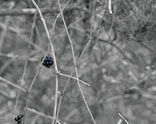 Berry on Vine