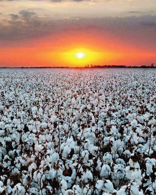 Cotton Sunset