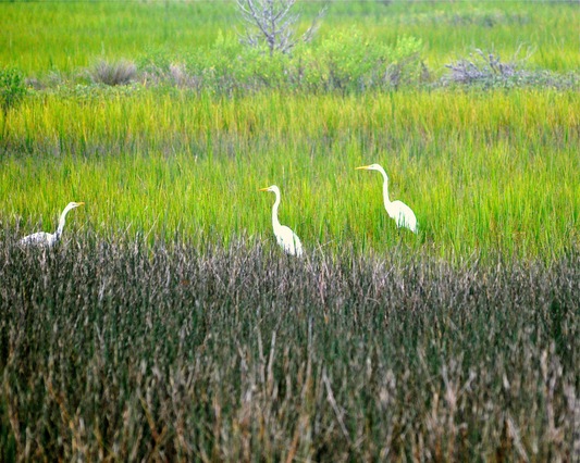 3 Egrets in Marsh