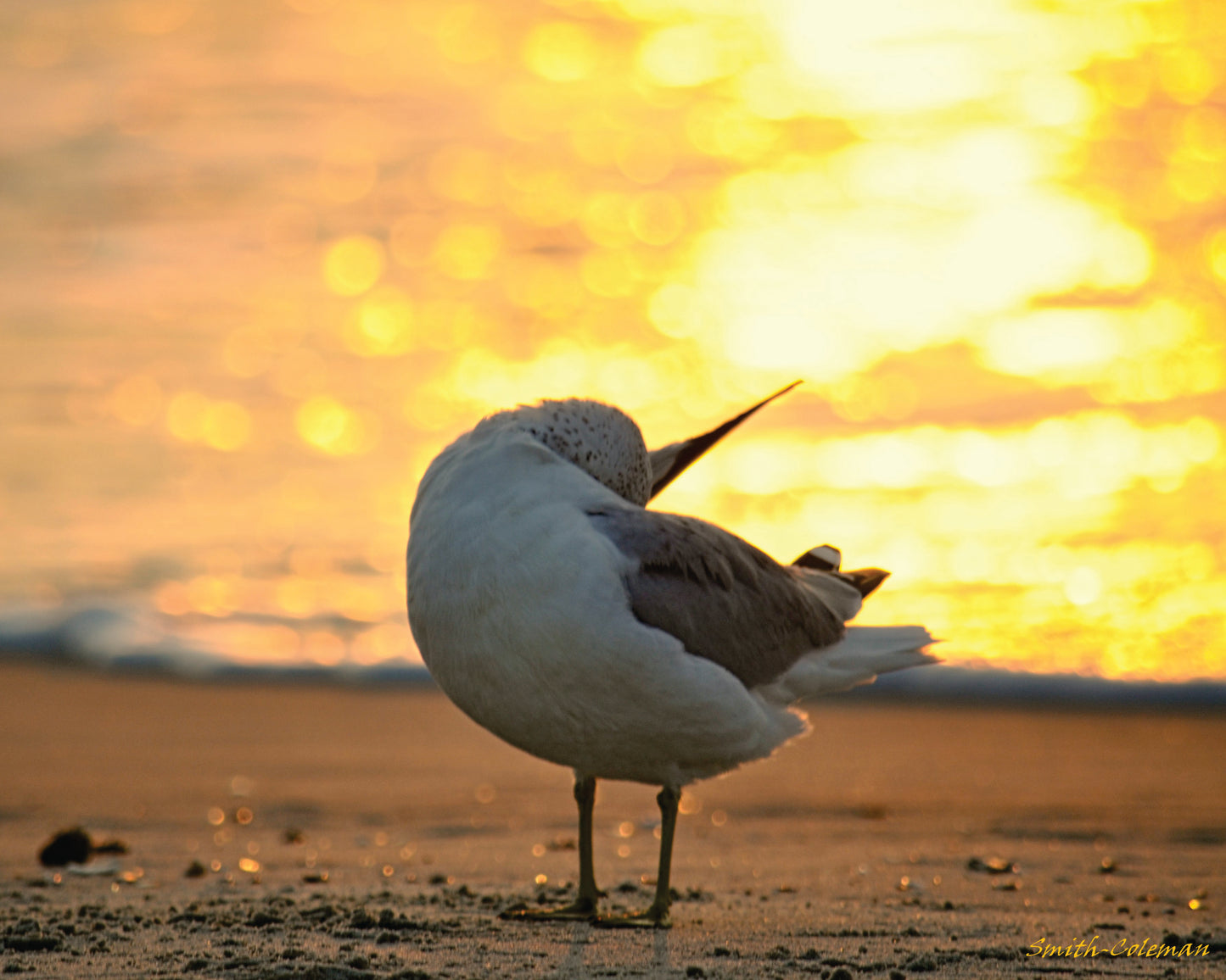 Golden Gull