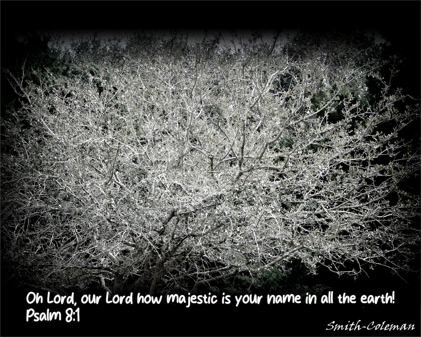 Black and White Tree