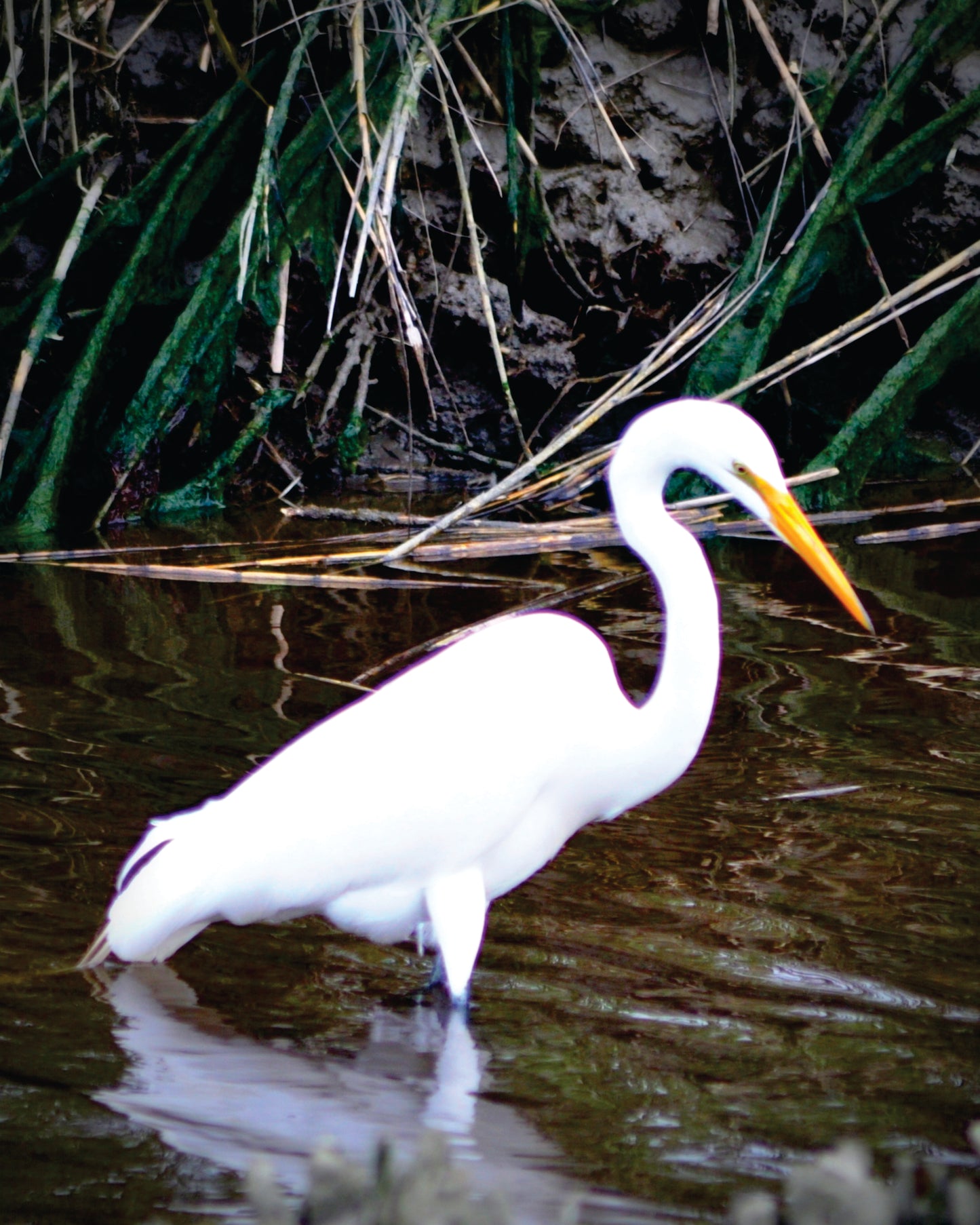 Egret Wildlife